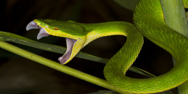 Nằm mơ thấy rắn là điềm báo tốt hay xấu?