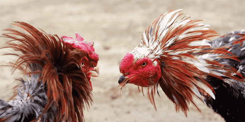 Đá gà trực tiếp Châu Âu mang đến sự kịch tính và máu lửa
